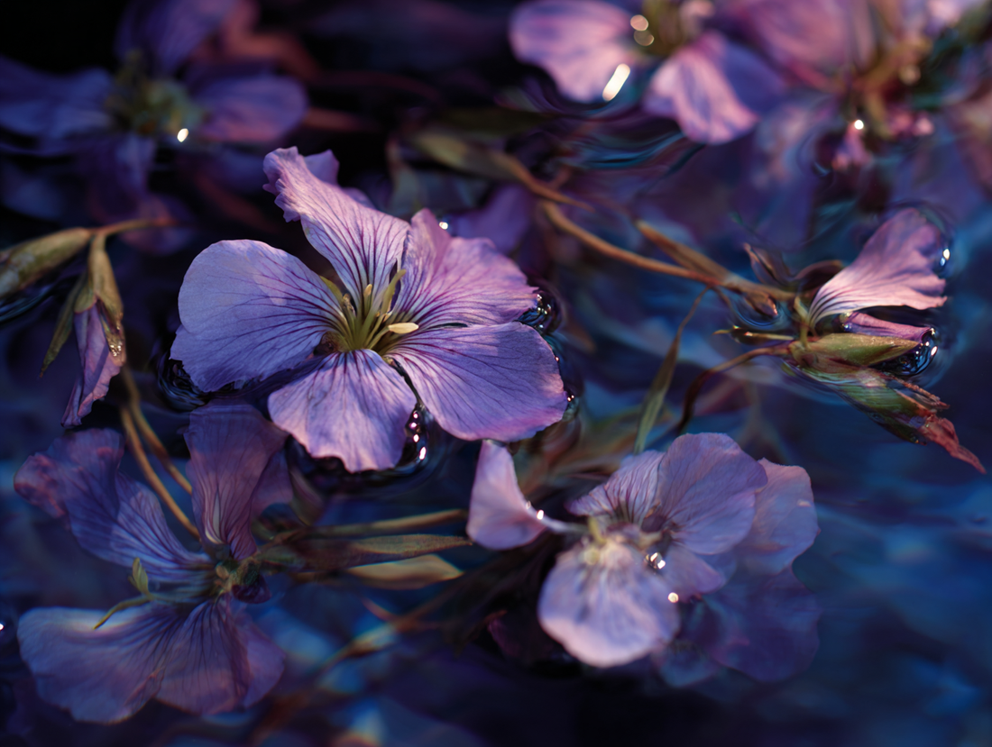 Violet – The Ghost in the Garden