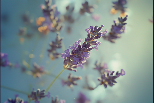 Apothecary Profile: Lavender (Lavandula  angustifolia)