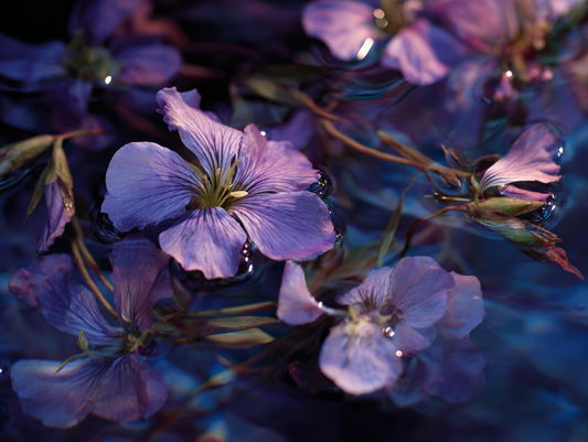 Violet – The Ghost in the Garden